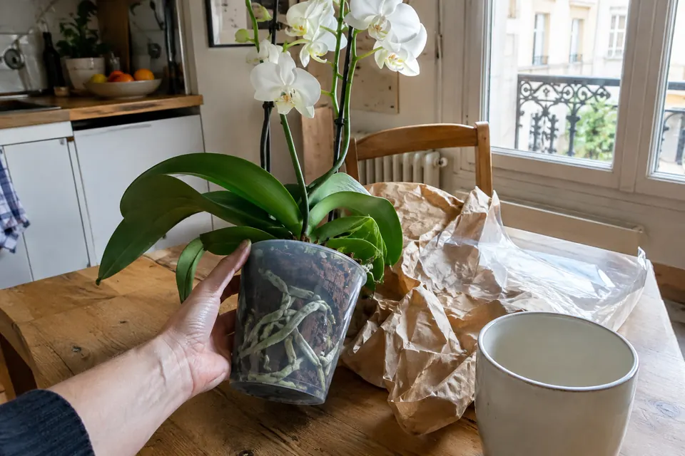 Un phalaenopsis blanc en fleurs, tout juste déballé, posé sur une table de cuisine à côté de son papier d’emballage et d’un cache-pot